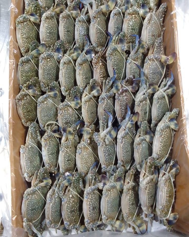Blue Swimming Crab - Image 2