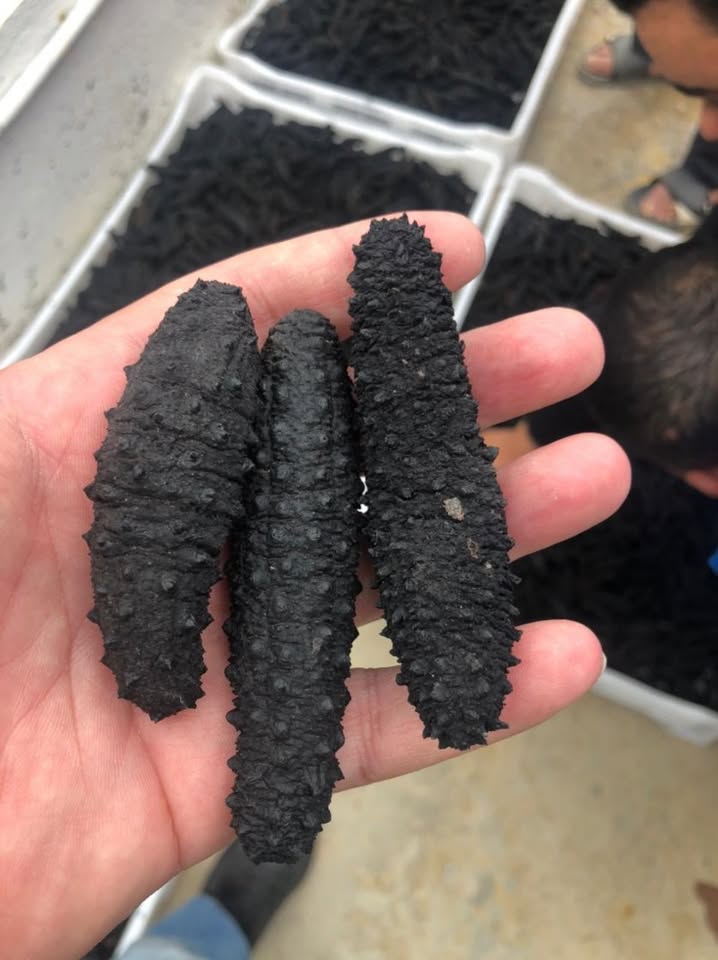 dried sea cucumber cheap price