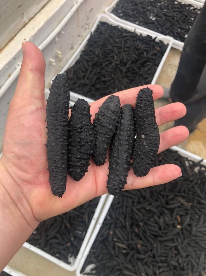 Dried Sea Cucumber Cheap Price