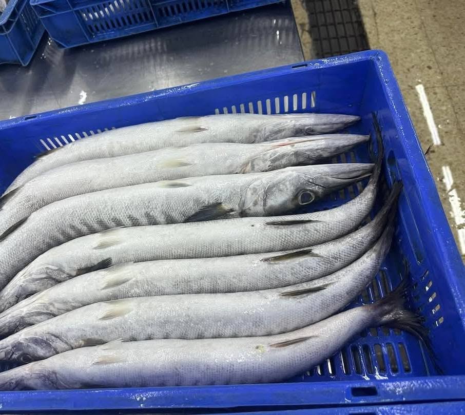 Frozen Barracuda