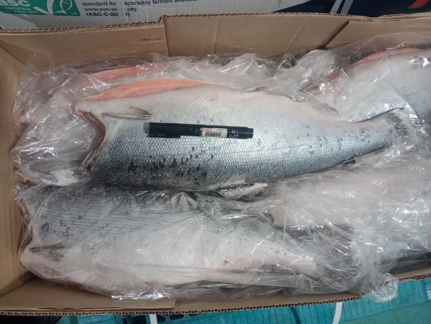 Buy Frozen Coho Salmon fish - Image 2