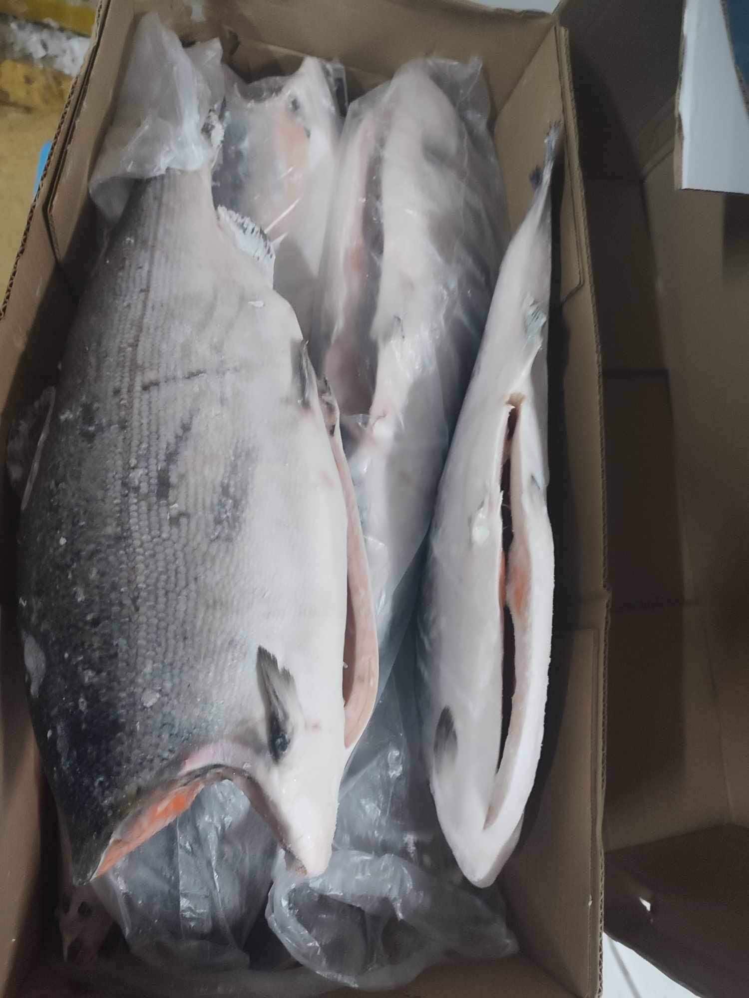 Buy Frozen Coho Salmon fish - Image 4