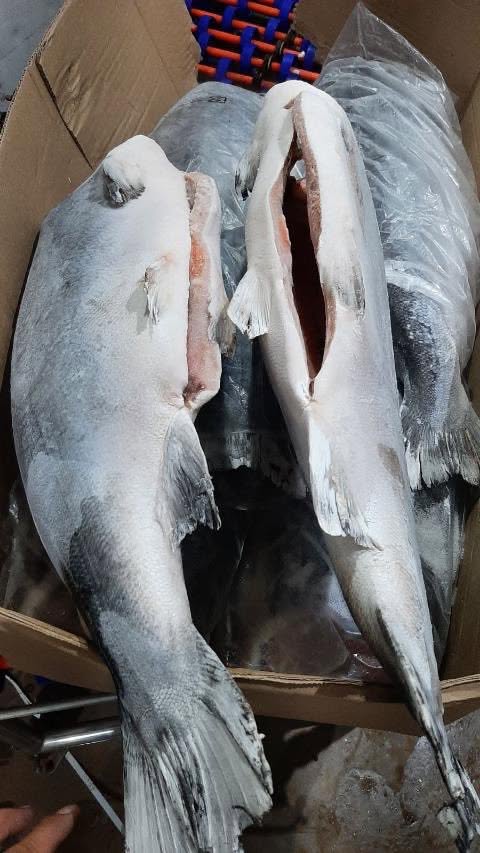 Buy Frozen Coho Salmon fish - Image 5