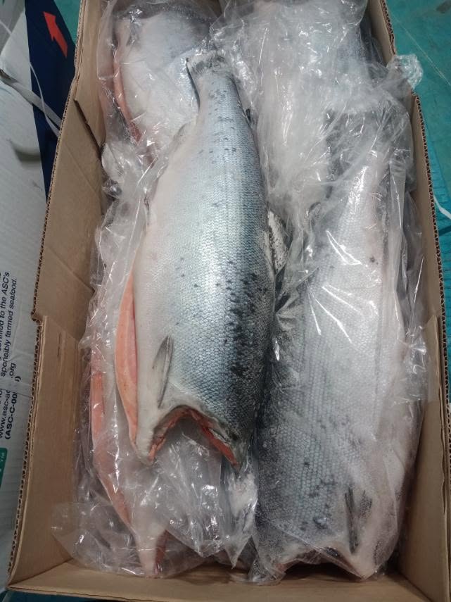 Wholesale Coho Salmon