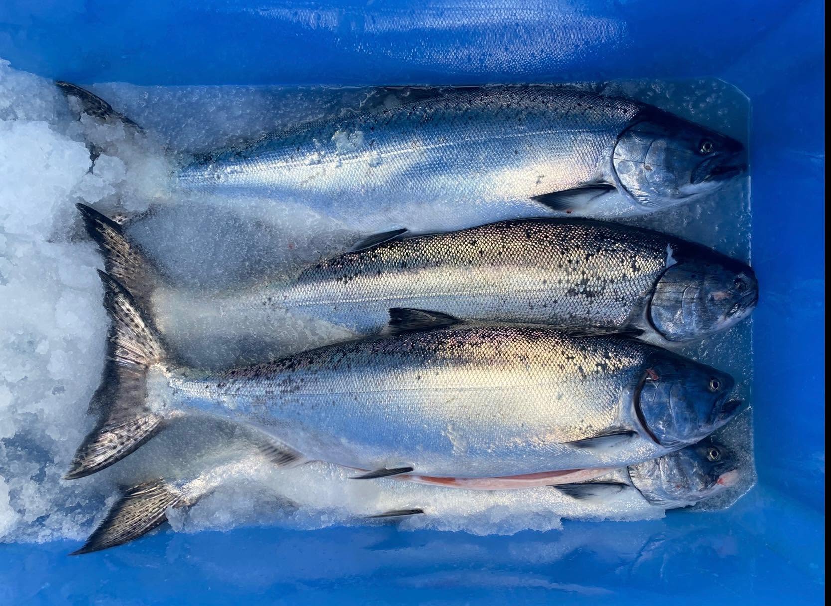 Frozen King Salmon fish - Image 3