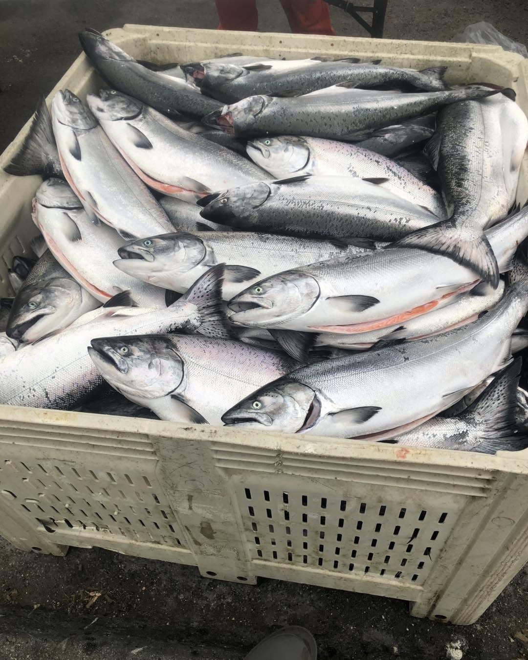 Frozen King Salmon fish - Image 4