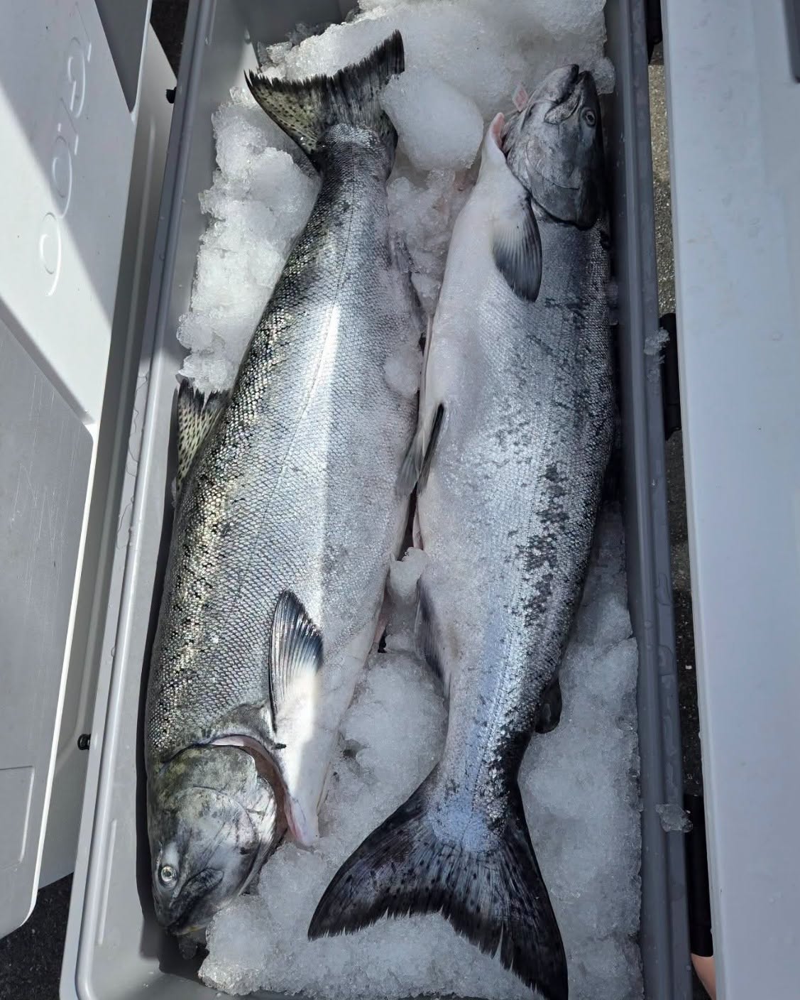 Frozen King Salmon fish - Image 5