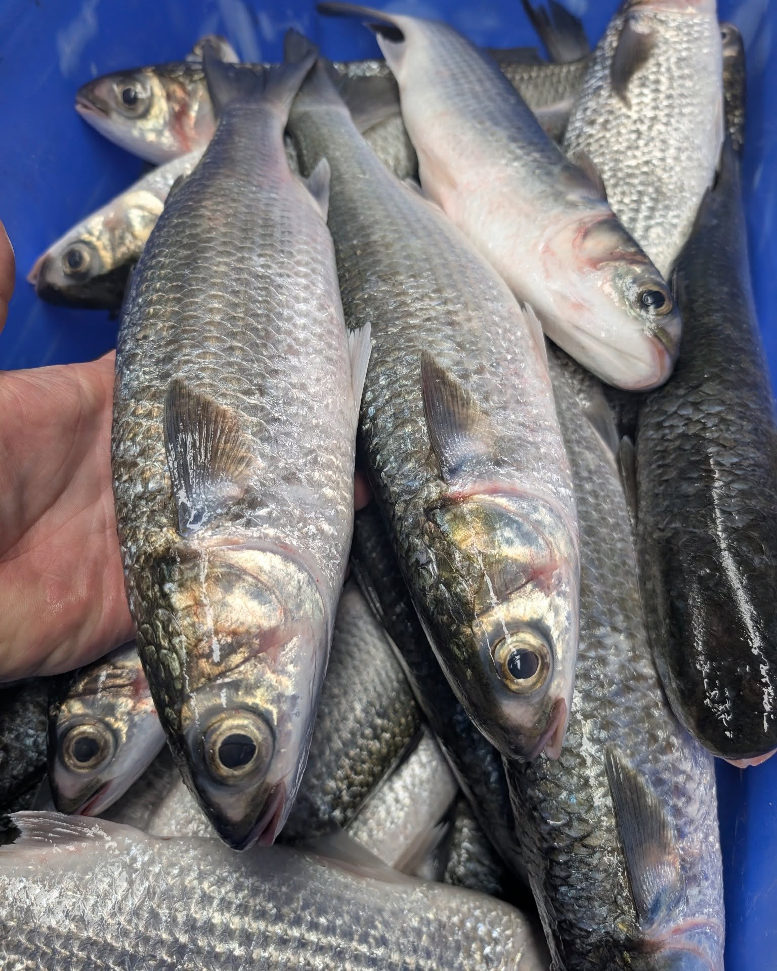Grey Mullet for Sale