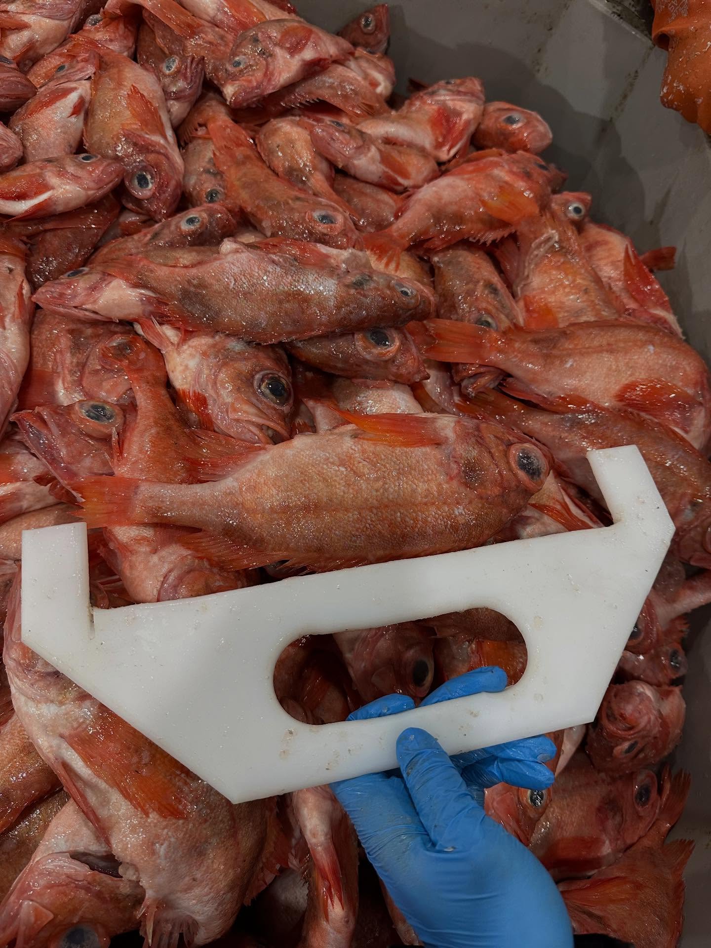 Frozen Redfish - Image 5