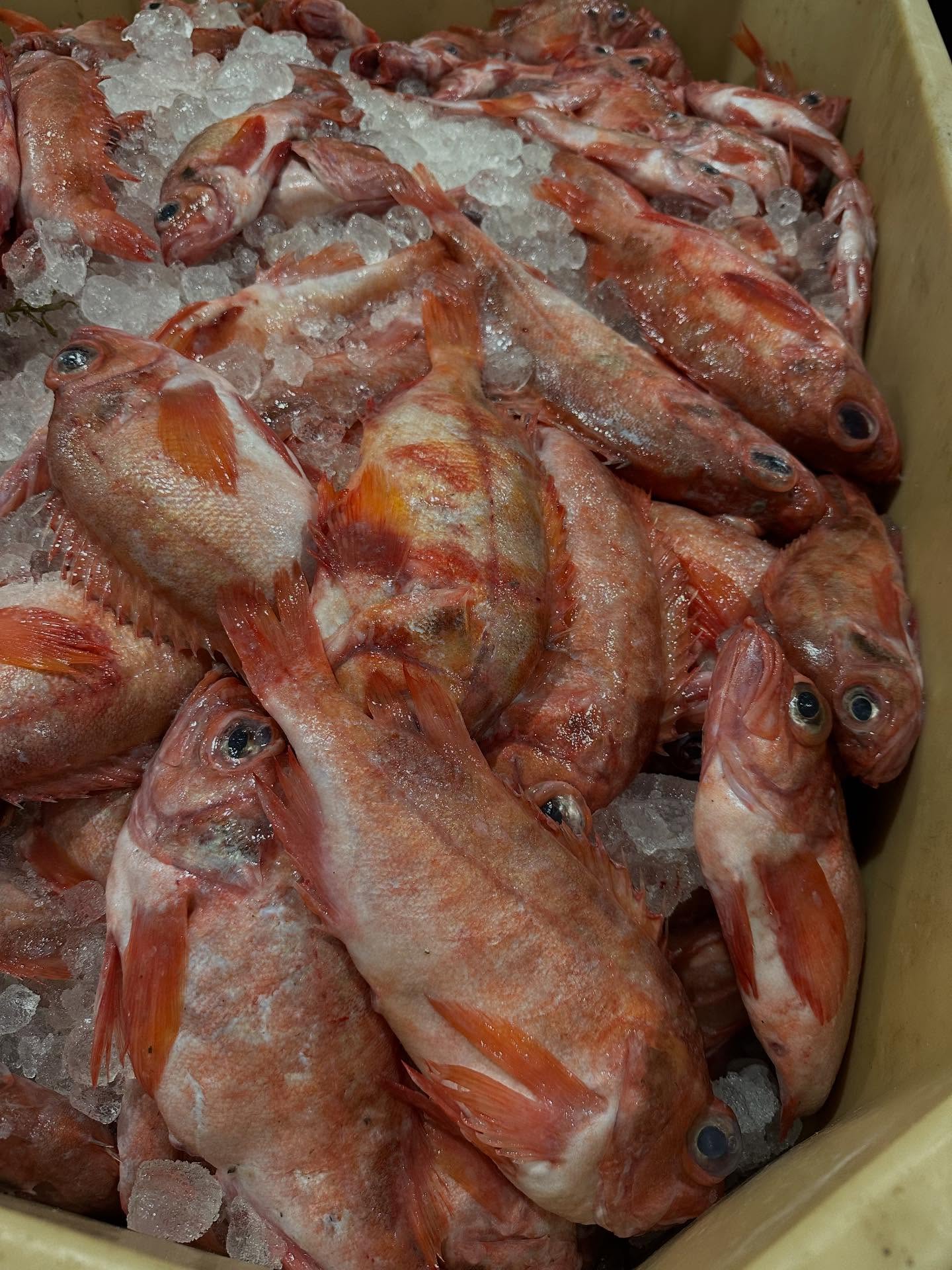 Frozen Redfish - Image 4