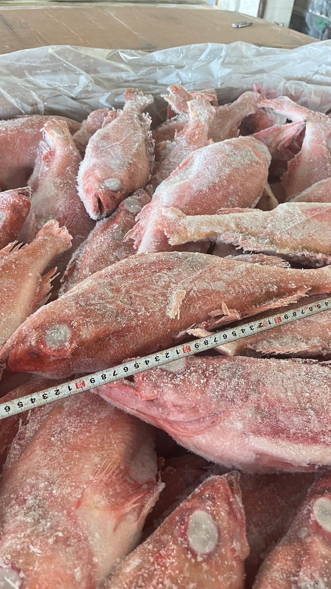 Frozen Redfish - Image 3