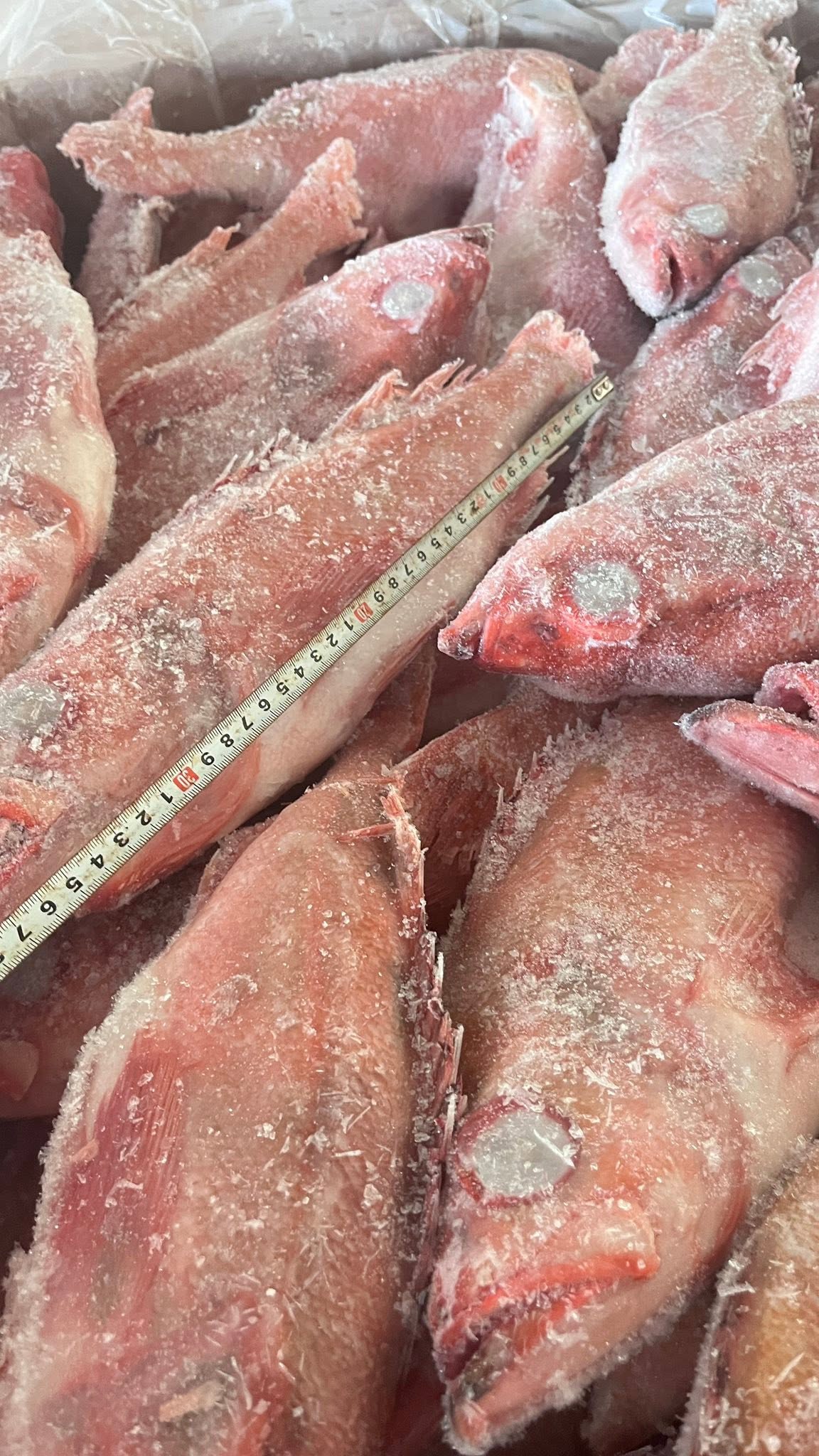 Frozen Redfish - Image 2