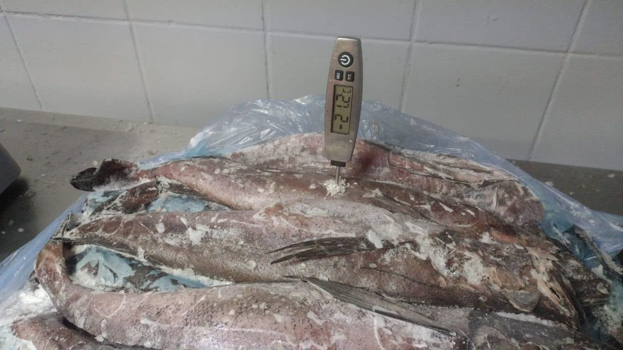 Whole Fresh Hake - Image 2