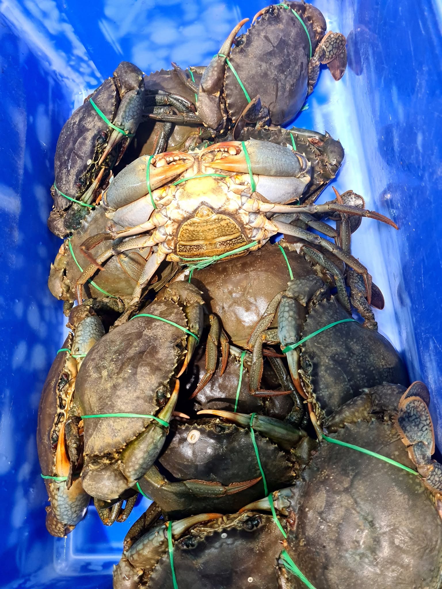 Buy Mud Crab - Image 5