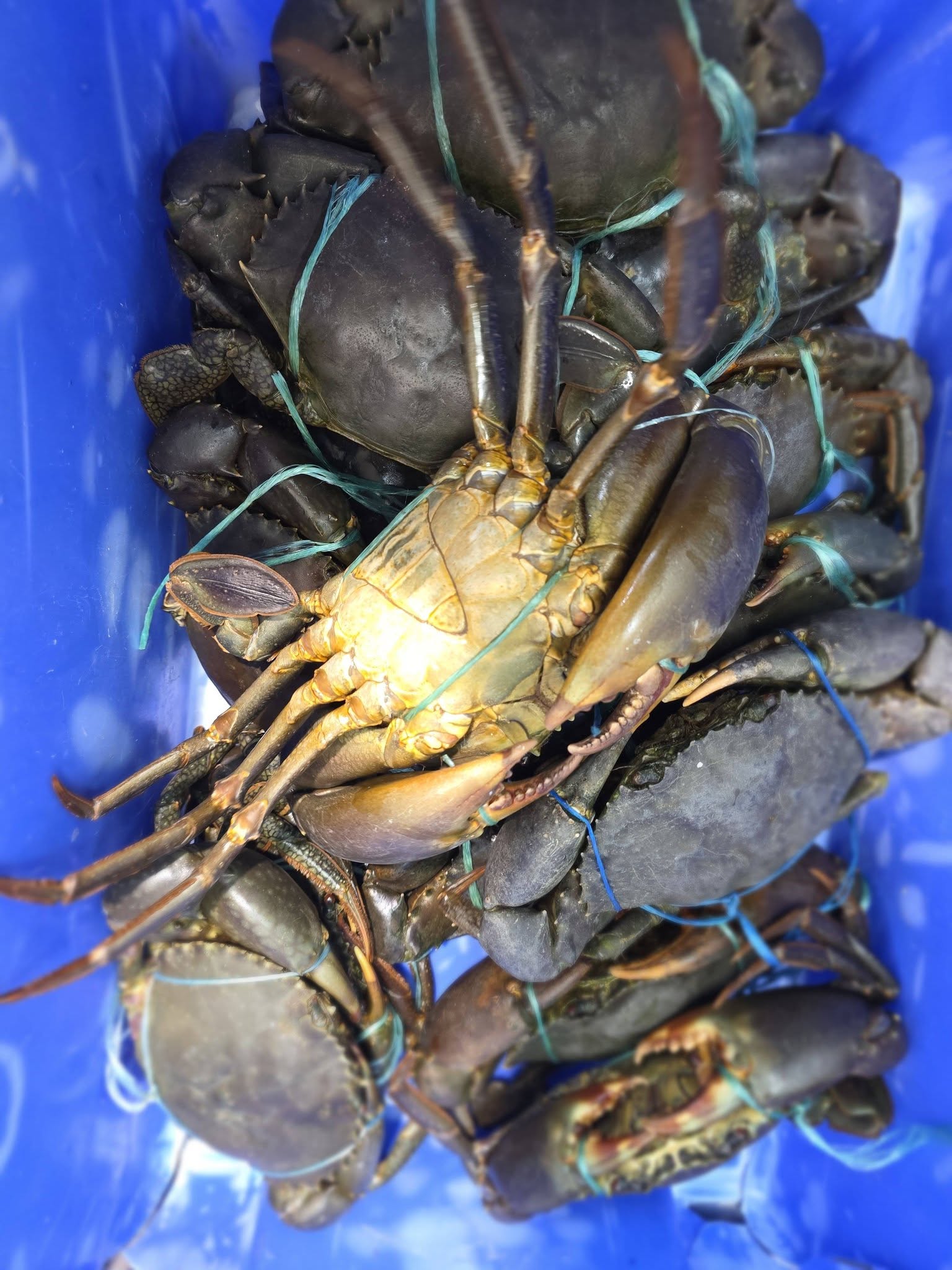 Buy Mud Crab - Image 4