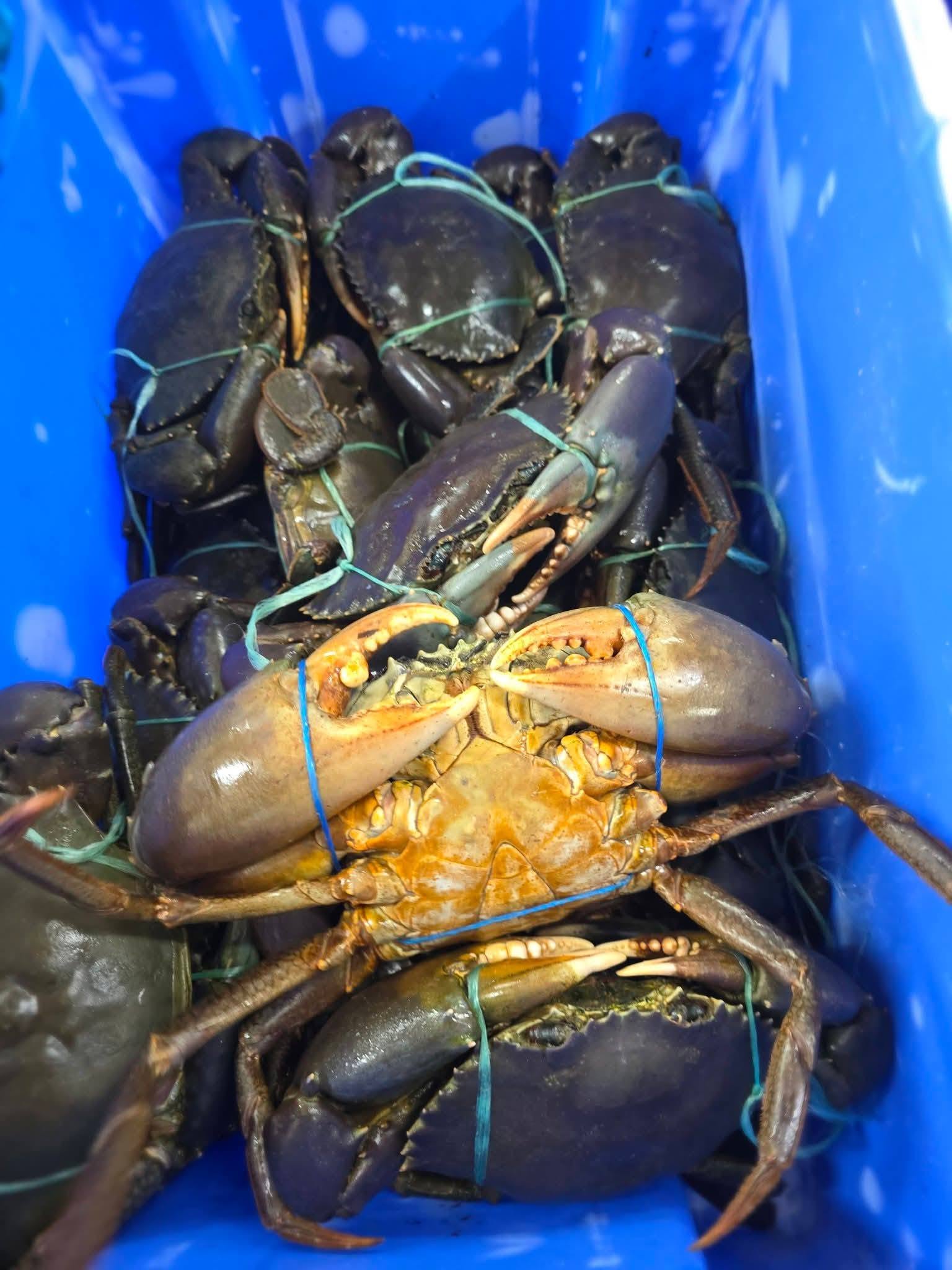 Buy Mud Crab - Image 3