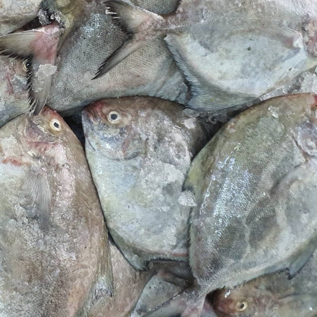 Frozen Silver Pomfret Fish - Image 5