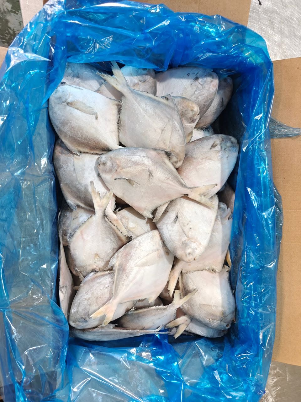 Frozen Silver Pomfret Fish - Image 2