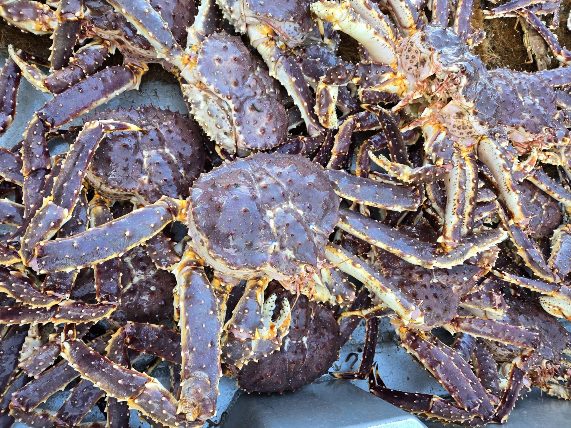 Red King Crab for Sale