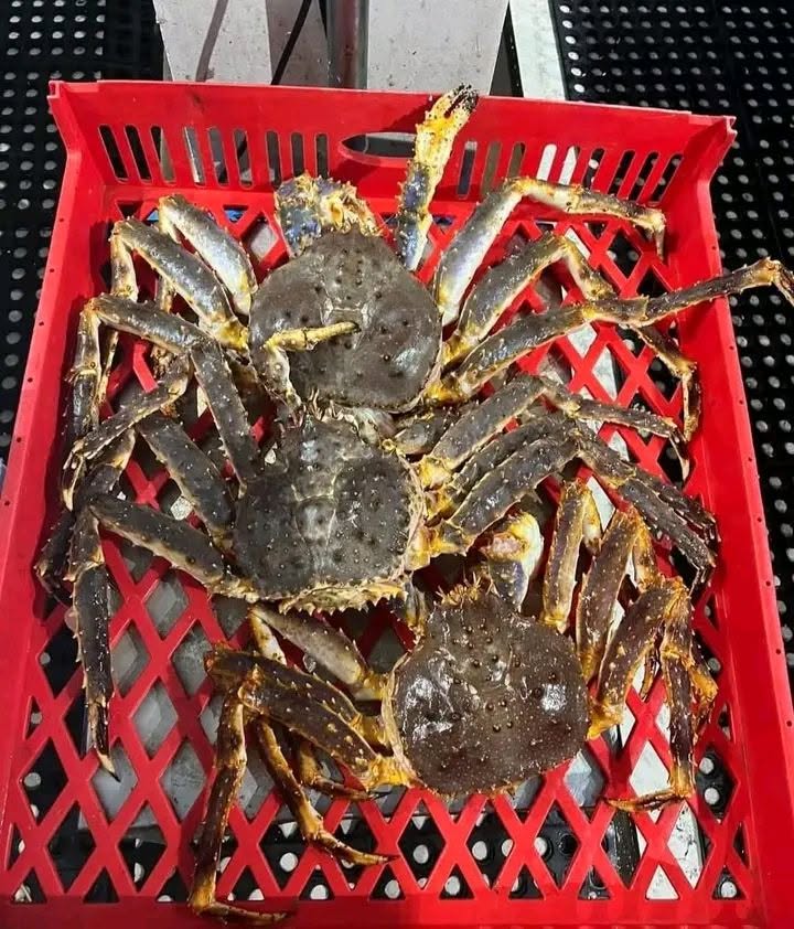 Red King Crab - Image 3