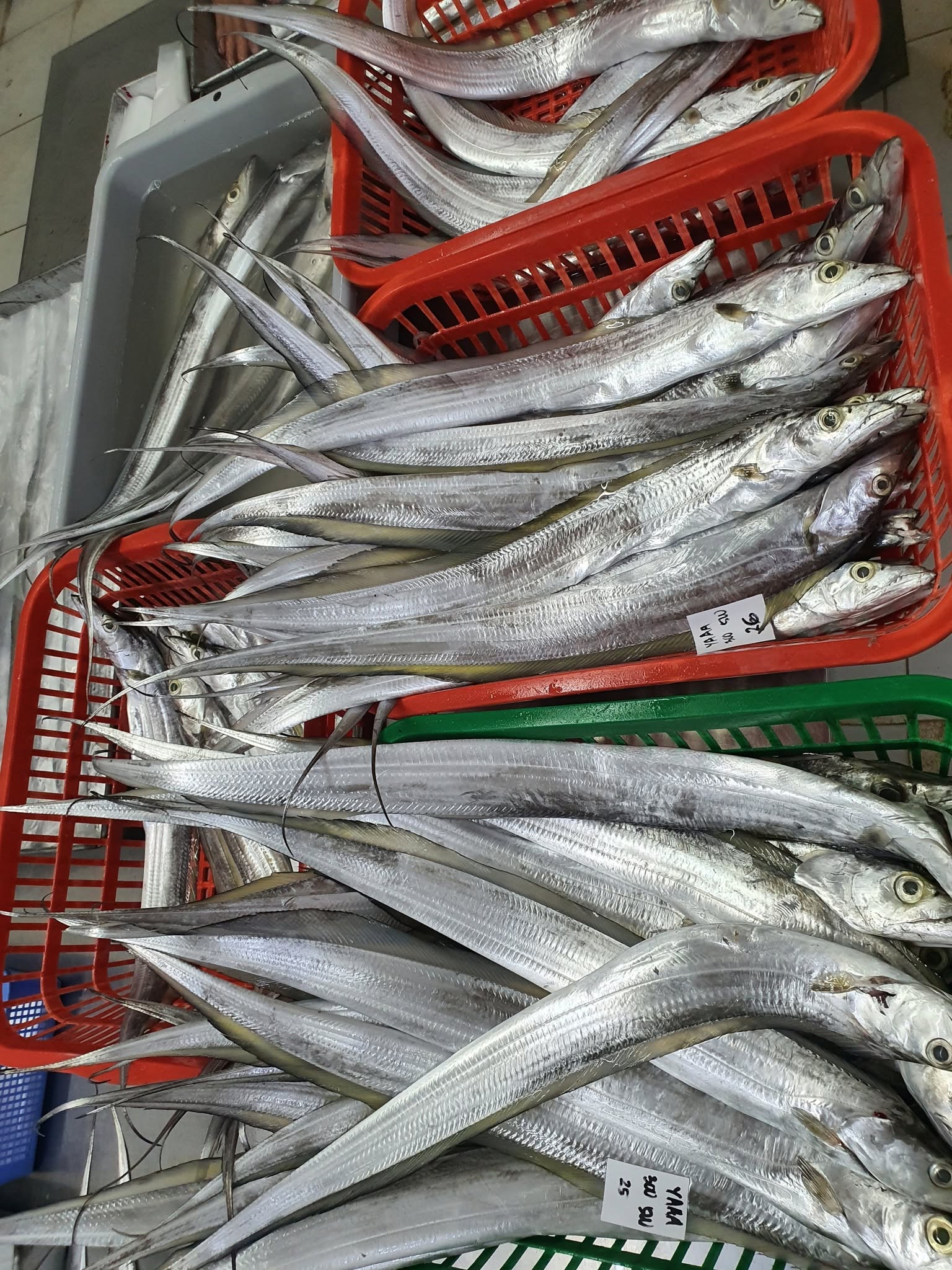 whole frozen ribbon fish
