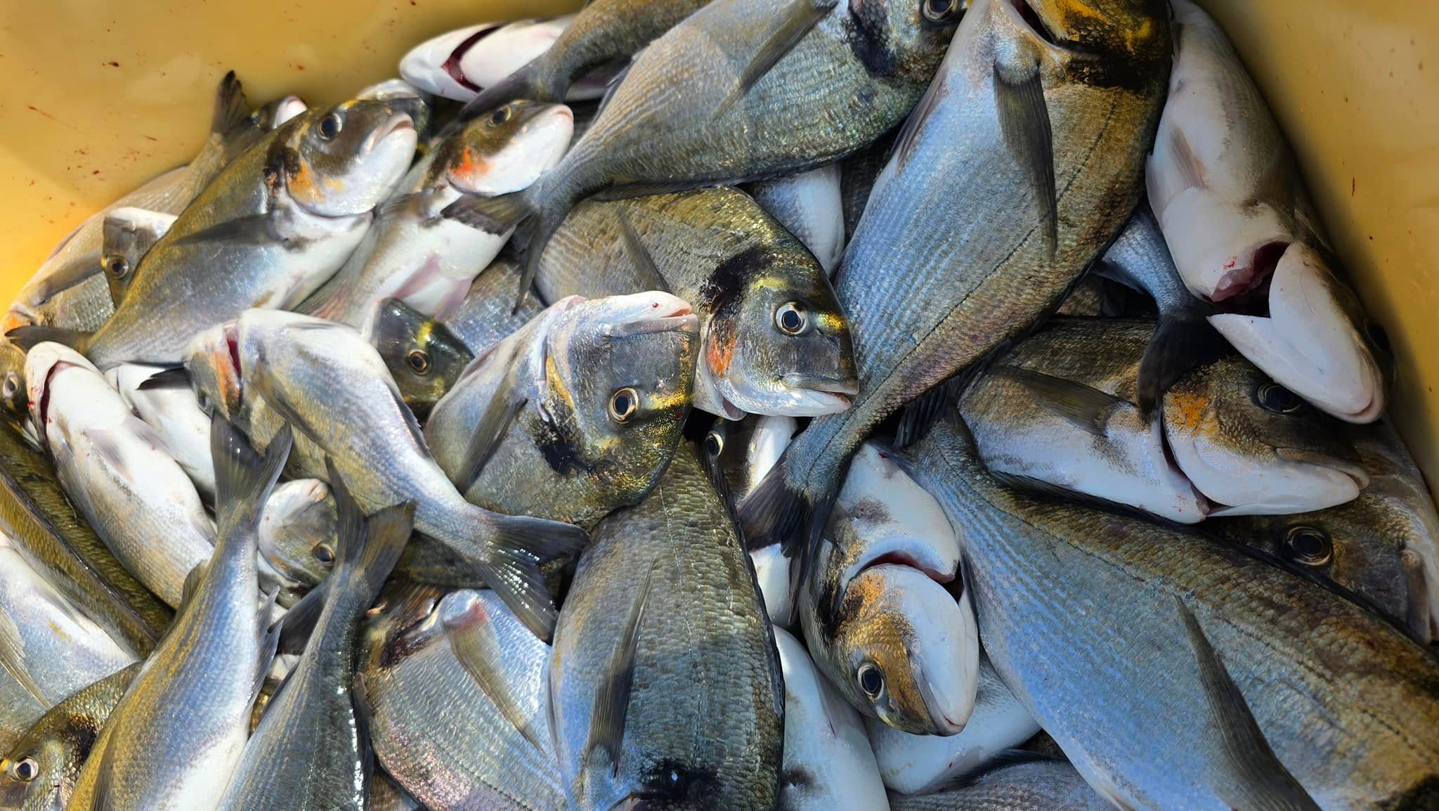 Buy Frozen Sea Bream - Image 5