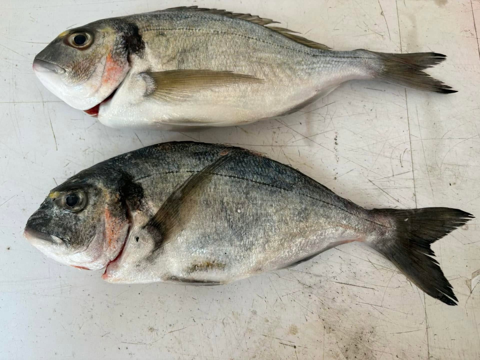 Buy Frozen Sea Bream - Image 2