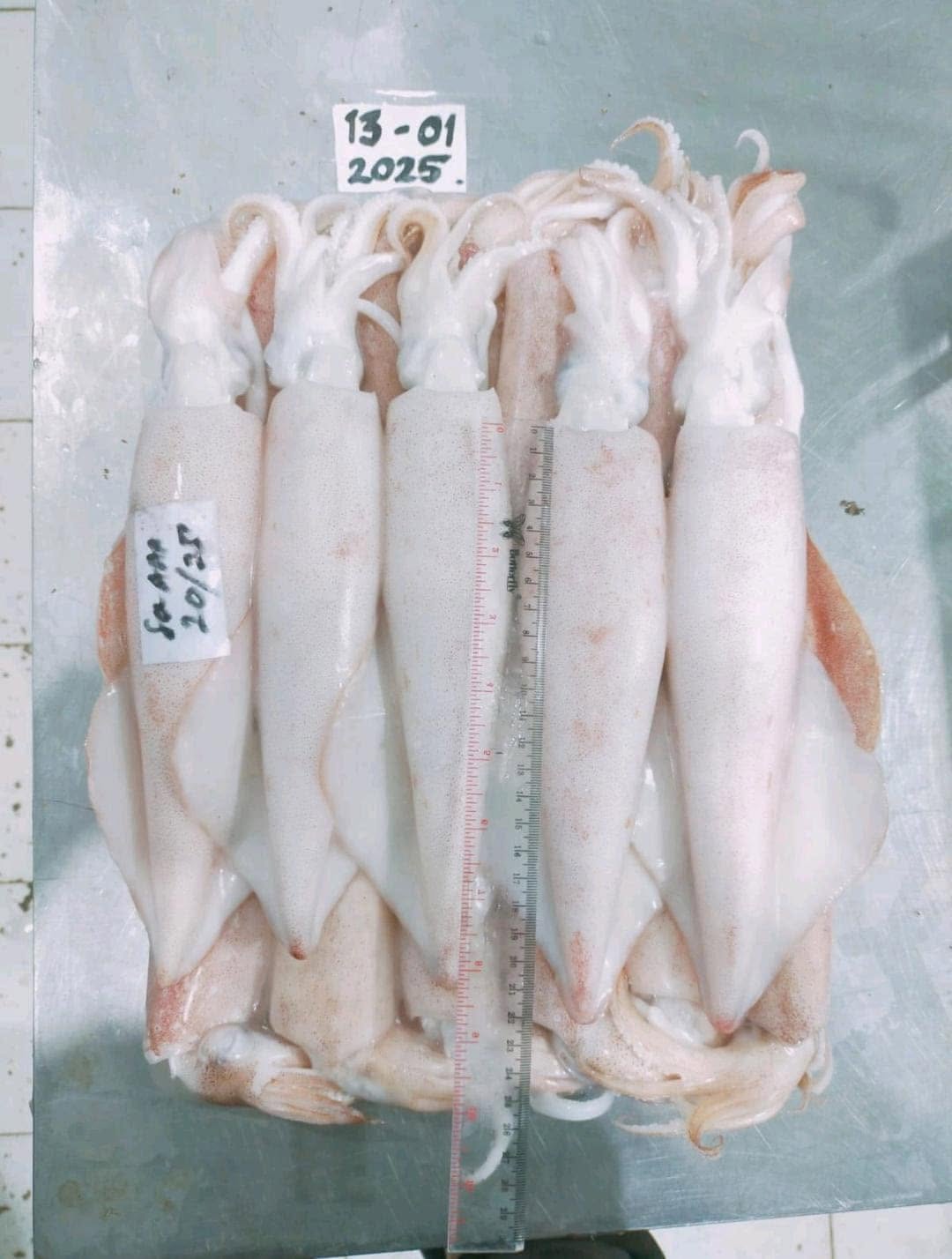 Buy Squid Whole Loliga - Image 5
