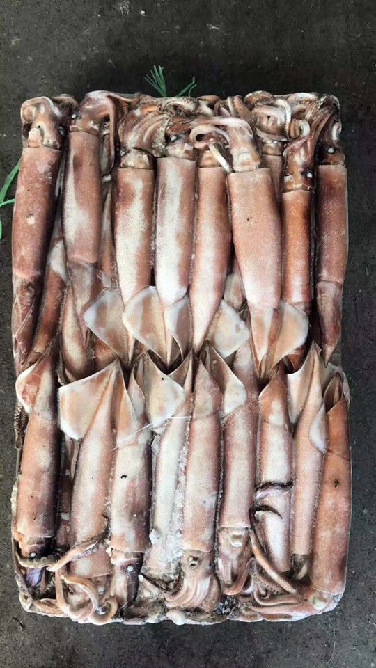 Buy Squid Whole Loliga - Image 2