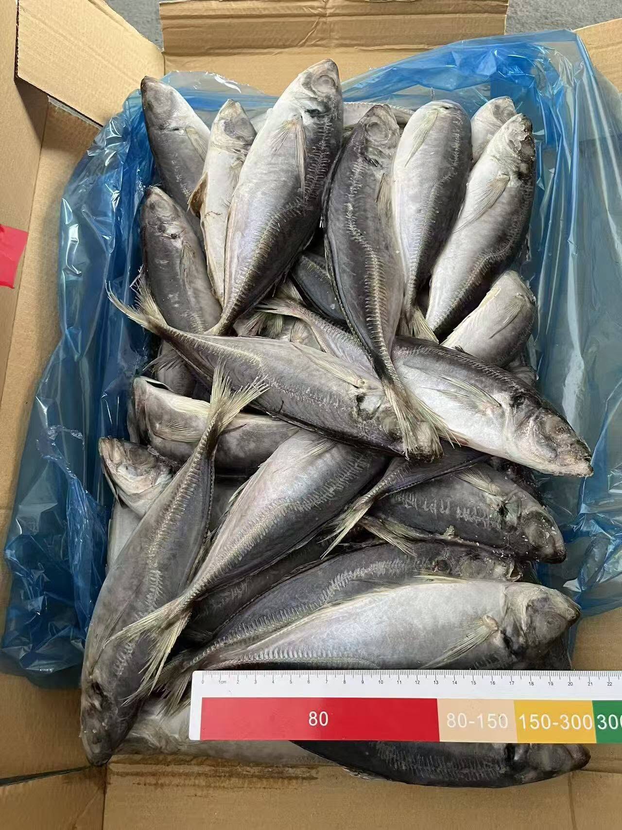 frozen horse mackerel - Image 2