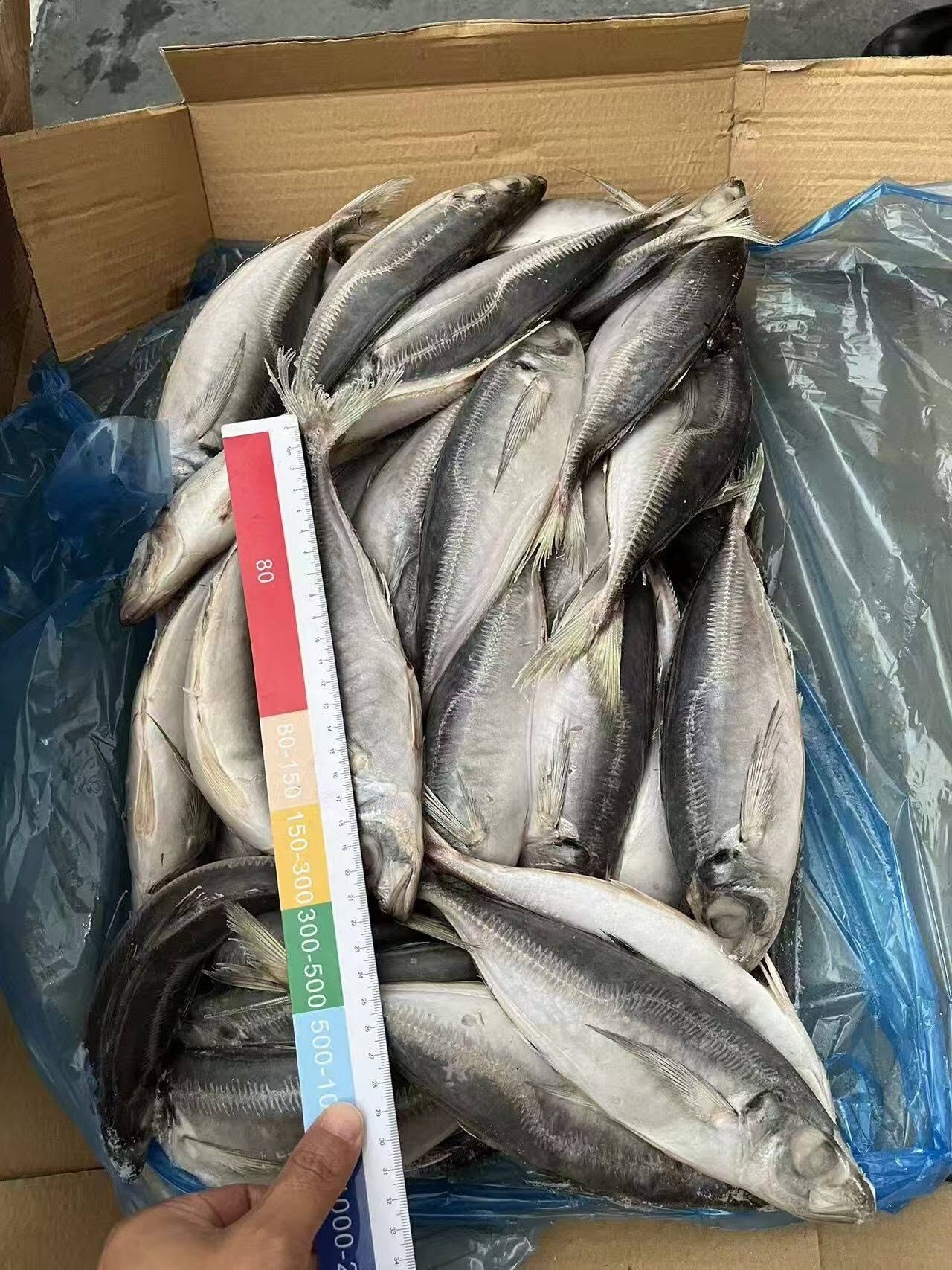frozen horse mackerel - Image 3