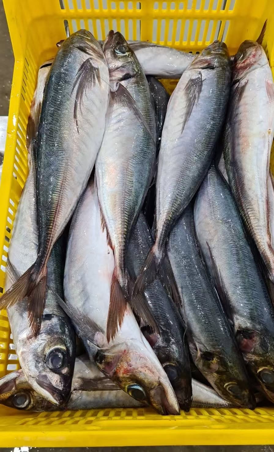 frozen horse mackerel - Image 4