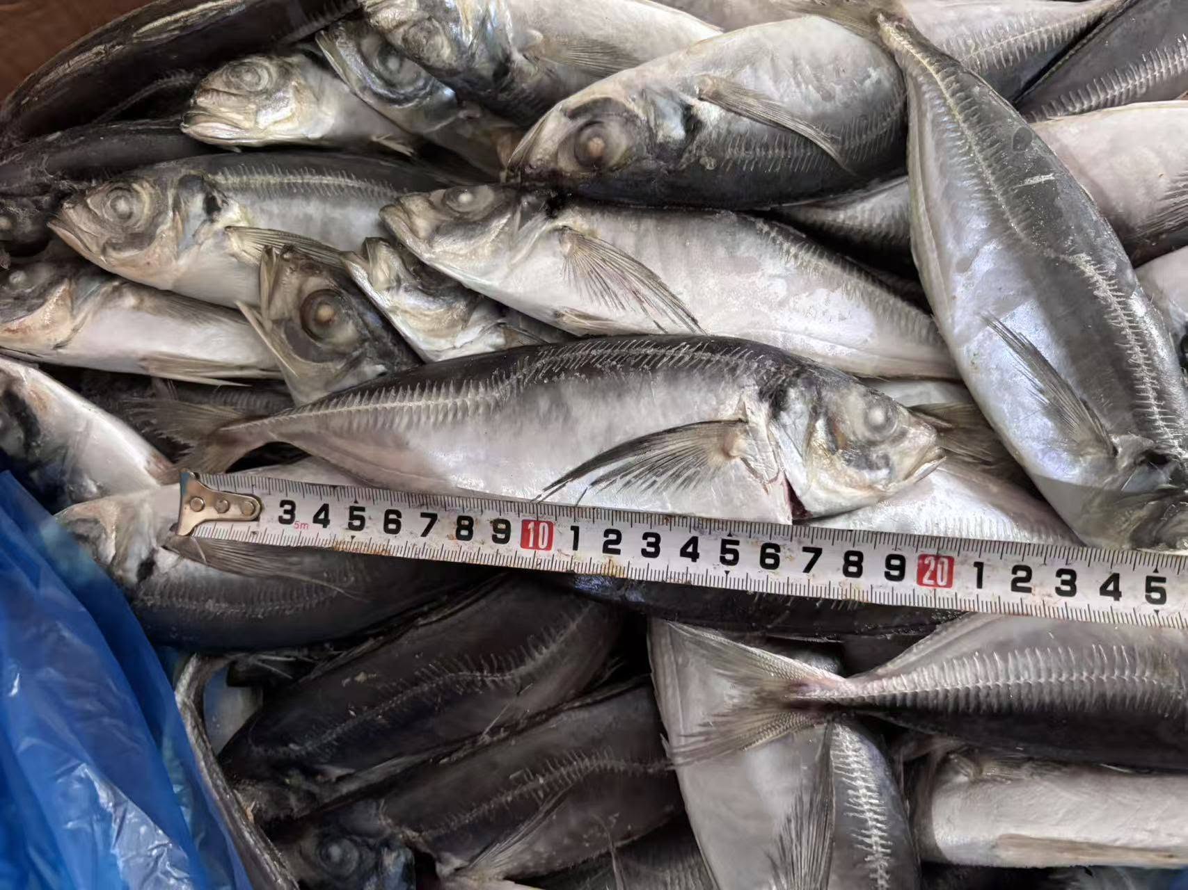 Horse Mackerel for Sale