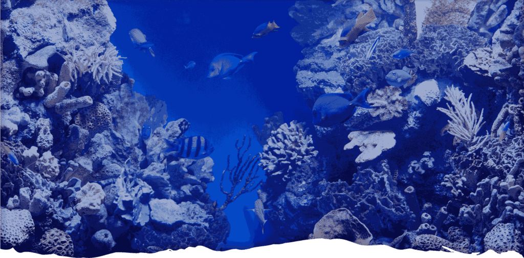 Discover the Underwater World