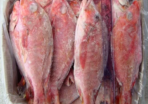 frozen-red-snapper-fish-500x500