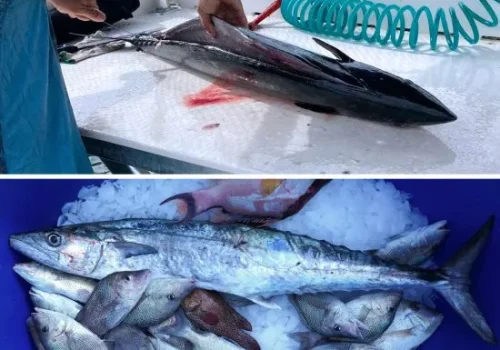 kingfish.webp